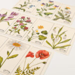 waldkinder-shop-prints-herbarium-suite-4